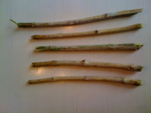 5 chewing sticks