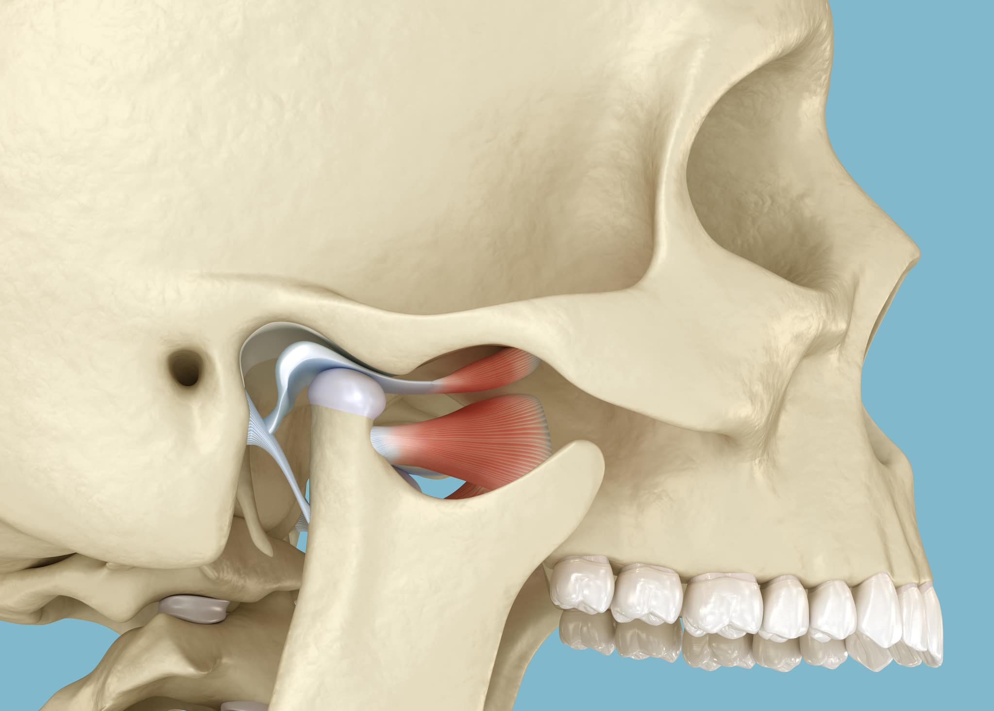 up close visual of skull with focus on the connective tissue of the Temporomandibular joint